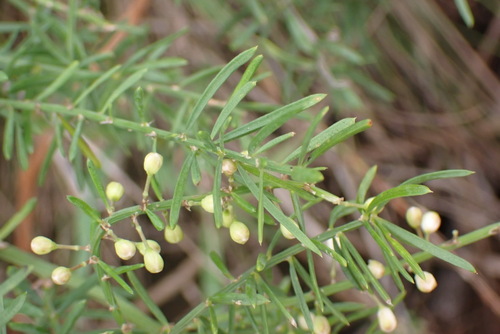 Asparagus aethiopicus