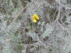 Adesmia miraflorensis