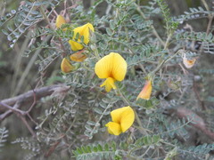 Adesmia miraflorensis