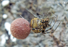 Tidarren sisyphoides