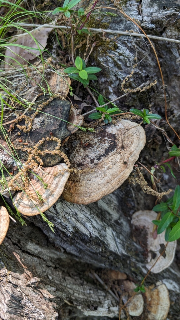 Fomitopsis dickinsii · May 2024 · photo: © atsushi_nakajima_cirque (iNaturalist, cc-by)