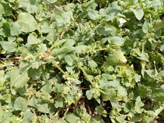 Rumex spinosus