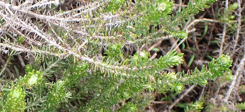 Needle Everlasting (Helichrysum teretifolium)