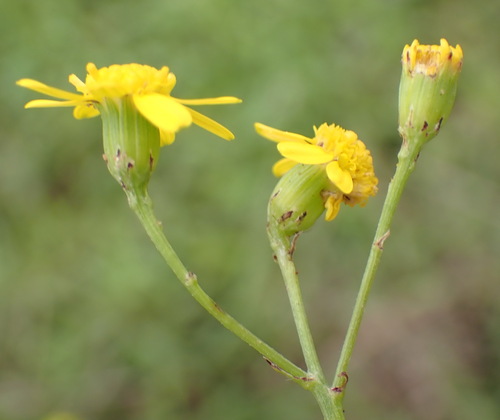 Image of Senecio burchellii by (c) Nicola van Berkel, some rights reserved (CC BY-SA)