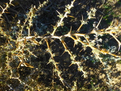 Aspalathus acanthophylla