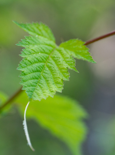 Neillia incisa iNat (1)