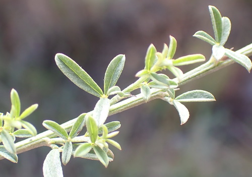 Image of Indigofera priorii by (c) Nicola van Berkel, some rights reserved (CC BY-SA)