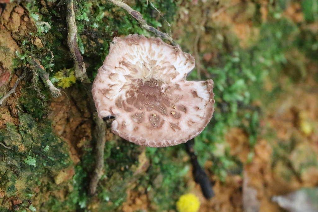 Lentinula edodes · April 2024 · photo: © agnestrekker (iNaturalist, CC)