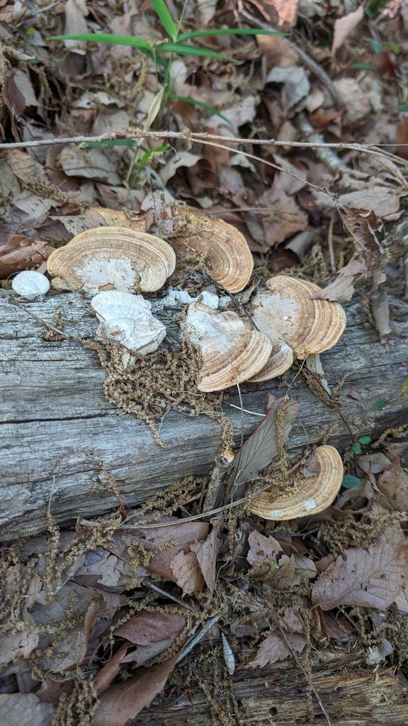 Fomitopsis dickinsii · May 2024 · photo: © atsushi_nakajima_cirque (iNaturalist, cc-by)