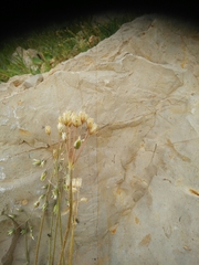 Holosteum glutinosum