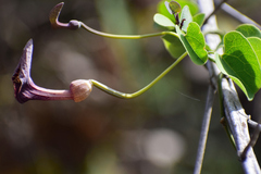 Aristolochia taliscana