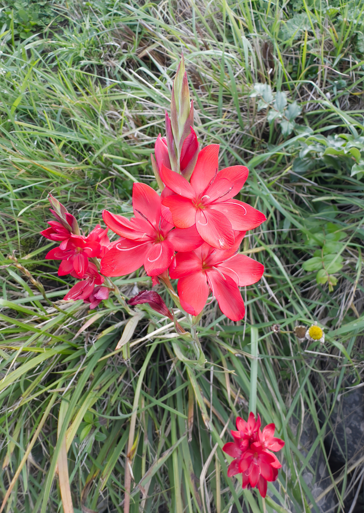 Hesperantha coccinea, Te Awa Kairangi Hutt River