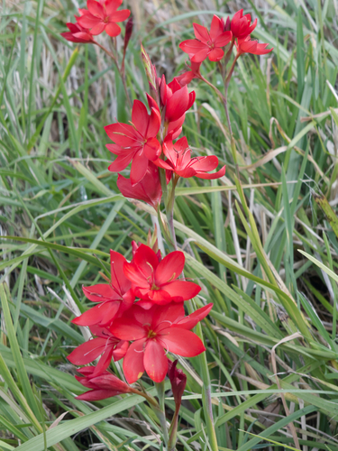Hesperantha coccinea