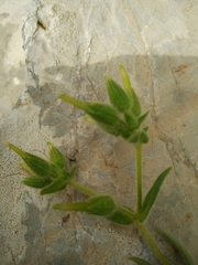 Cerastium dichotomum