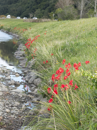 Hesperantha coccinea