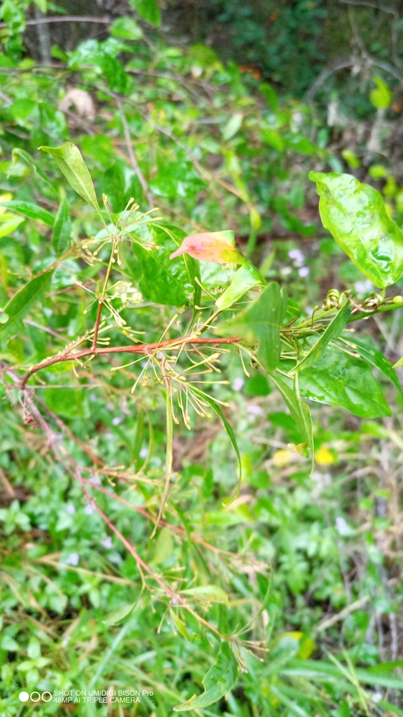 Common Hop Bush From East Deep Creek Qld Australia On May