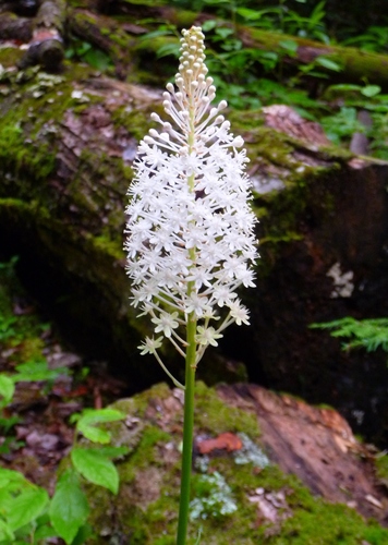 Amianthium