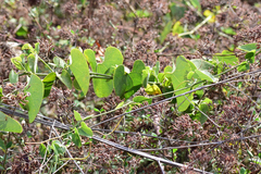 Aristolochia taliscana