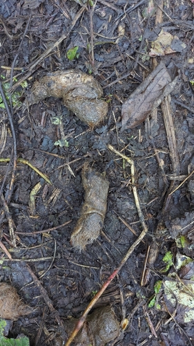 ウンピョウ