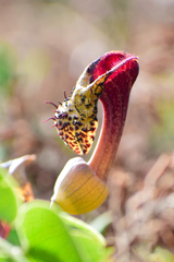 Aristolochia taliscana
