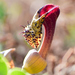 Aristolochia taliscana - Photo (c) Ricardo Arredondo T., alguns direitos reservados (CC BY-NC), uploaded by Ricardo Arredondo T.