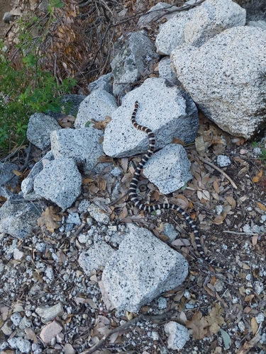 iNaturalist observation photo of California Mountain Kingsnake