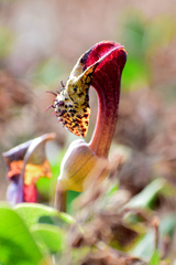 Aristolochia taliscana