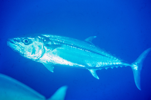 Dogtooth tuna