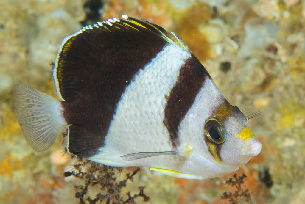 Black-Barred Butterflyfish