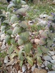Ajuga orientalis