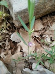 Lathyrus inconspicuus
