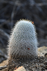 Pincushion Cactus (Mammillaria dixanthocentron)