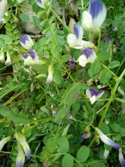 Vicia cypria