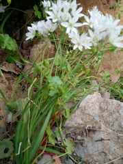 Allium trifoliatum