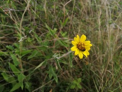 Viguiera grammatoglossa