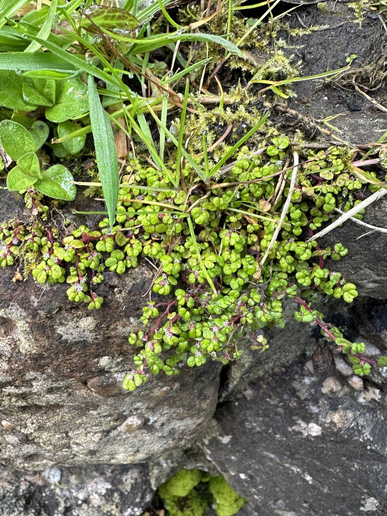 Soleirolia soleirolii, Gower, Swansea, Wales, GB