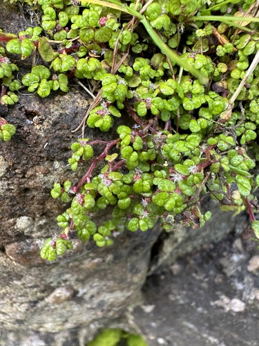 Soleirolia soleirolii