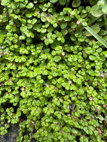 Soleirolia soleirolii