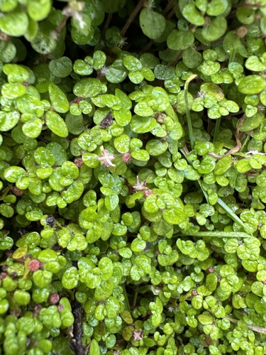 Soleirolia soleirolii