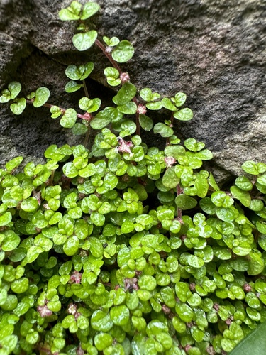 Soleirolia soleirolii