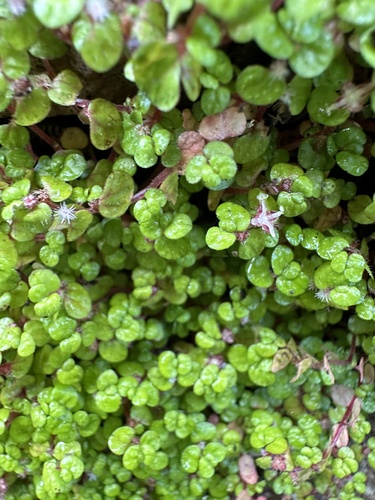 Soleirolia soleirolii