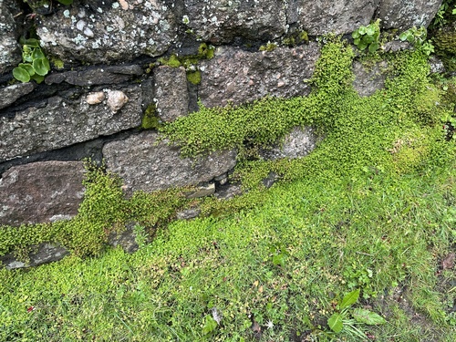 Soleirolia soleirolii