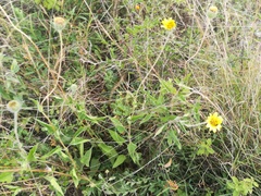 Viguiera grammatoglossa