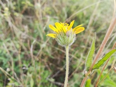 Viguiera grammatoglossa