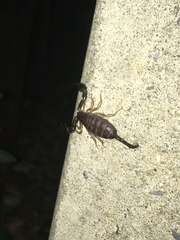 Euscorpius flavicaudis