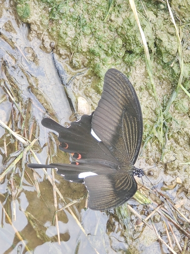 Red Helen Swallowtail