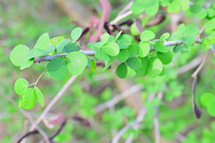 Microlobius foetidus