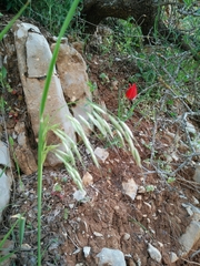 Arrhenatherum kotschyi