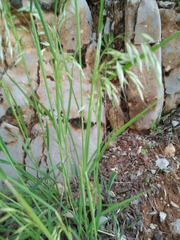 Arrhenatherum kotschyi