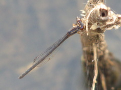 Enallagma dubium